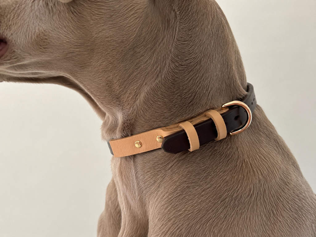 Collare in Pelle con Fibbia D per Cani — Nobile