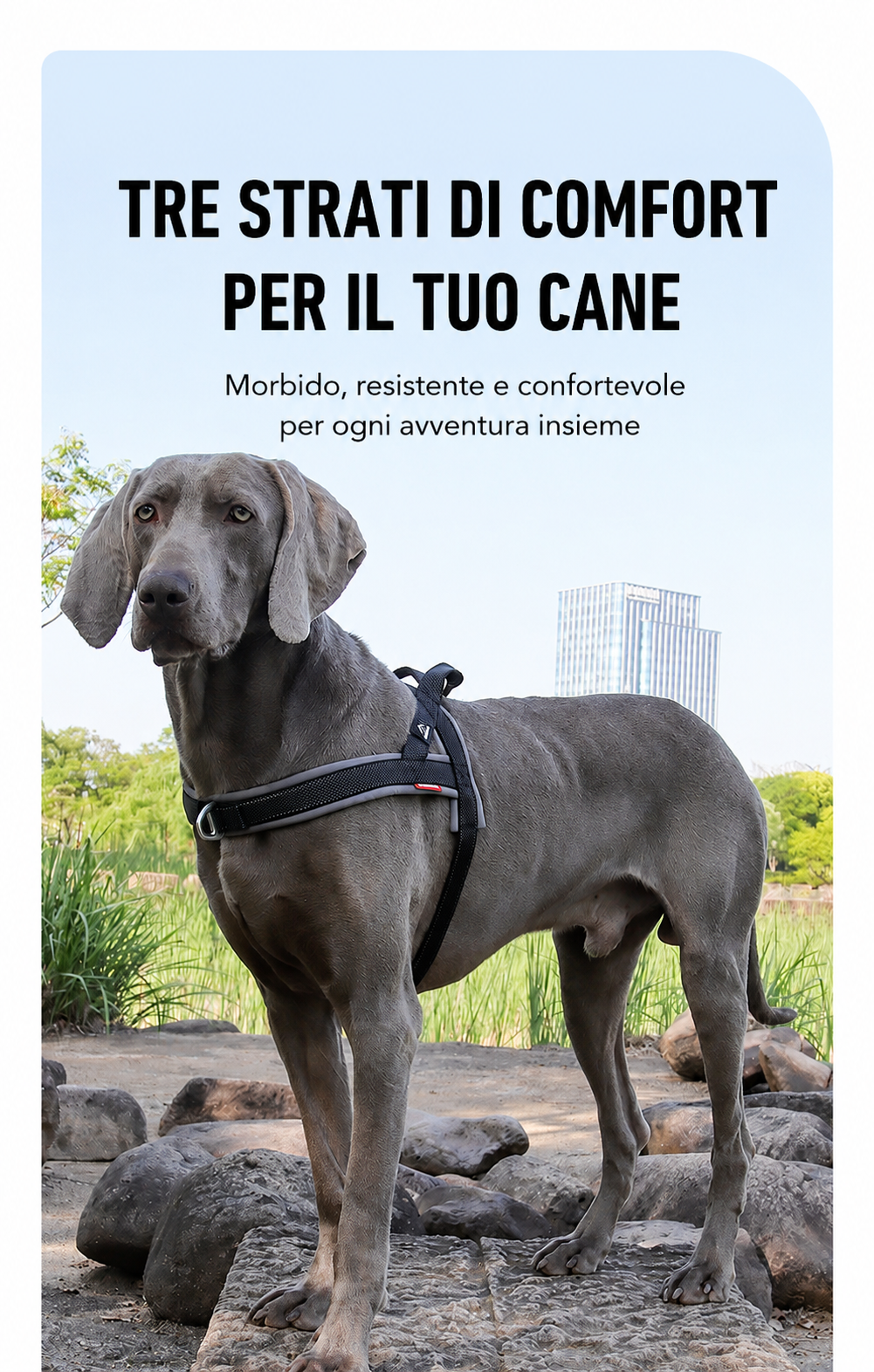 Pettorina Stile Sella per Cani — Nobile